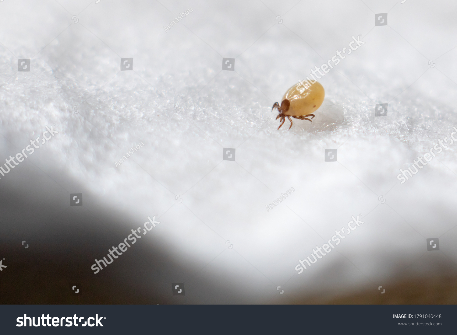 stock-photo-ixoid-mite-in-macro-focus-on-a-white-cotton-swab-1791040448