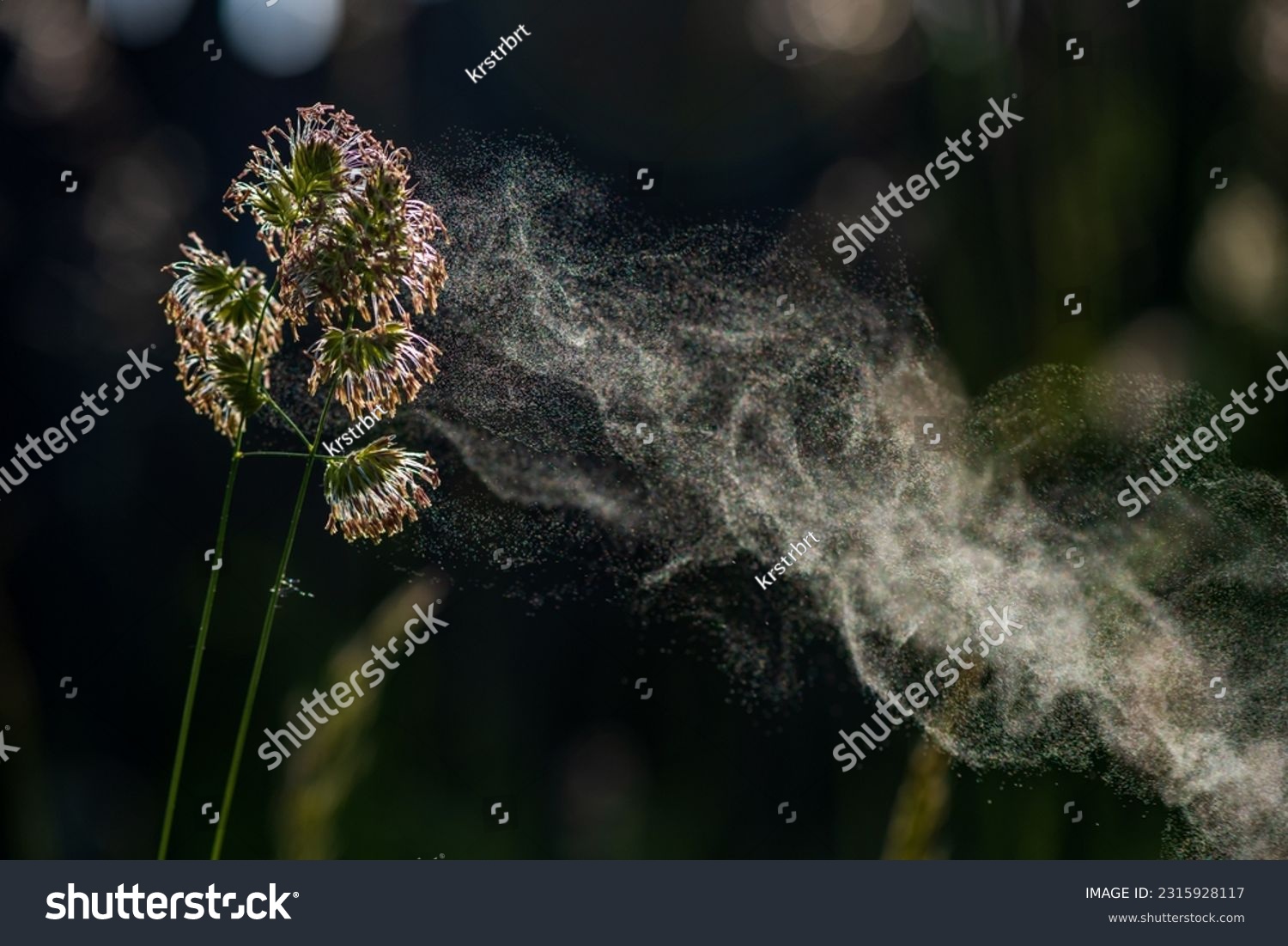 stock-photo-pollen-erupting-from-cocks-foot-grass-pollen-from-grasses-in-natural-background-allergies-are-2315928117
